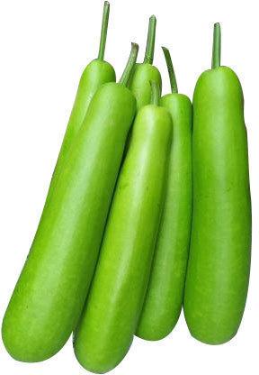 Fresh Bottle Gourd, Packaging Type : Jute Bag, Paper Bag, Plastic Bag