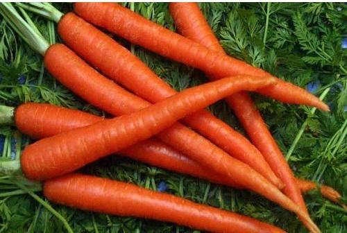 Organic Fresh Carrot, Packaging Type : PP Bags
