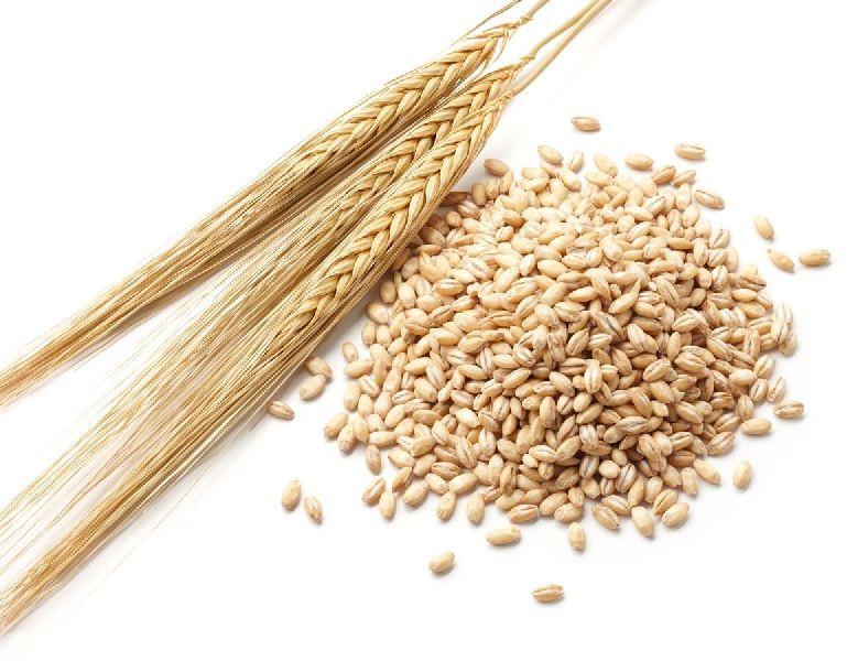 barley seeds