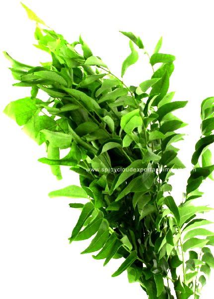 Common curry leaves, Packaging Type : Loose, Plastic Packet