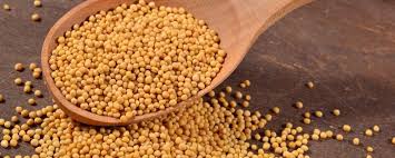 Non Organic Mustard Seeds, Color : Yellow