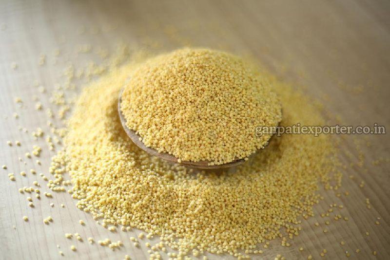 Millet Seed Manufacturer in Jodhpur Rajasthan India by GANPATI EXPORTER