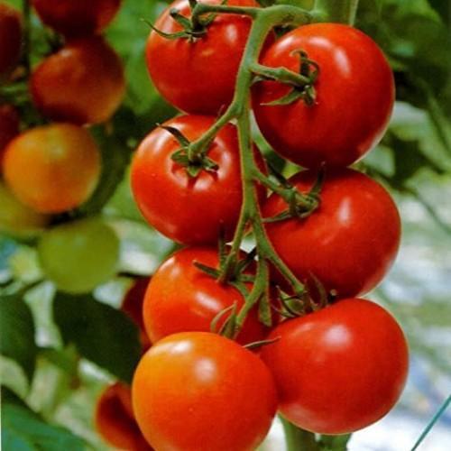 Fresh Hybrid Tomato, for Cooking, Skin Products