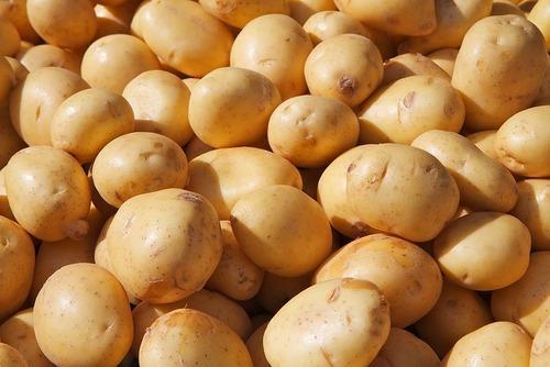 Fresh Indian Potato