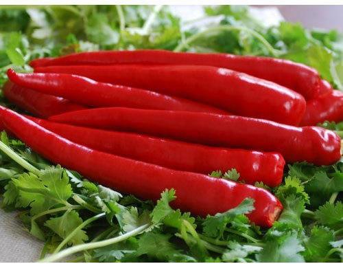 Raw Red Chilli, for Food, Making Pickles, Taste : Spicy