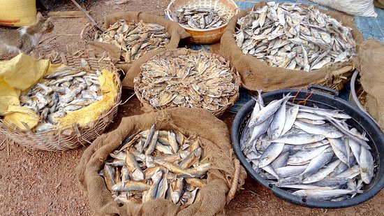 Dry fish, for Human Consumption, Packaging Type : Plastic Crates, Thermocole Box