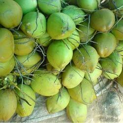 Organic Natural Tender Coconut, Color : Green