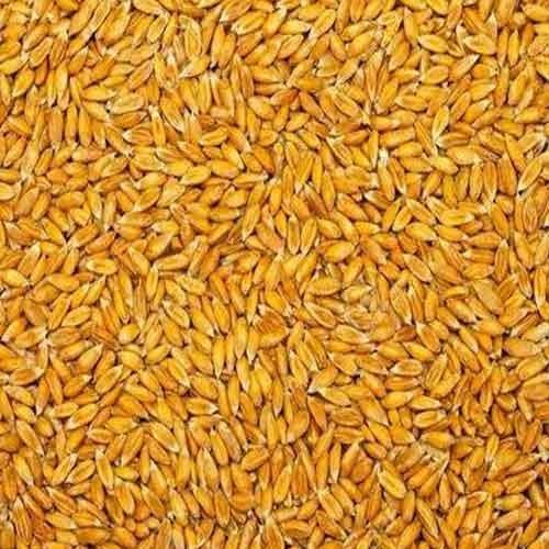 Natural Wheat Grain