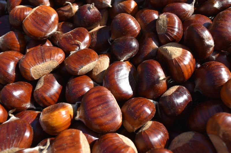 Organic Chestnut