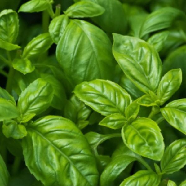 Organic Sweet Basil Leaves