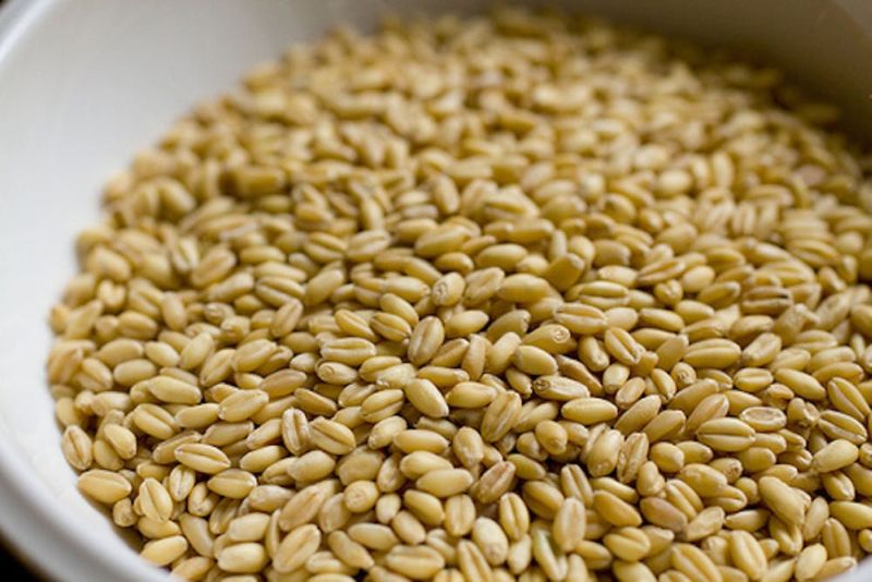 organic wheat grain
