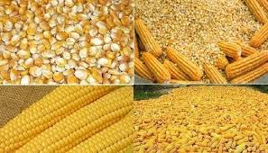 Non-GMO Yellow Corn