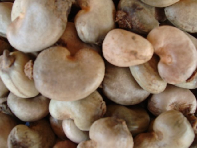 Unprocessed Cashew Nuts, Certification : FSSAI Certified