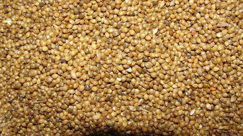 Organic Indian Barnyard Millet