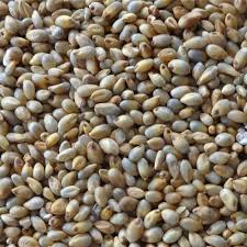 Organic Pearl Millet Seeds