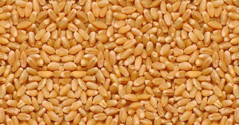 Natural Wheat Seeds