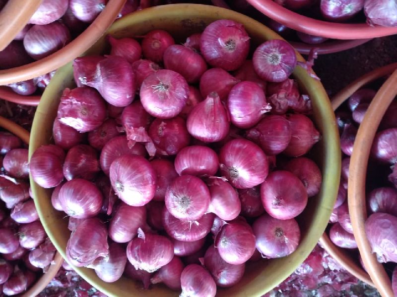 Onions, Color : Red