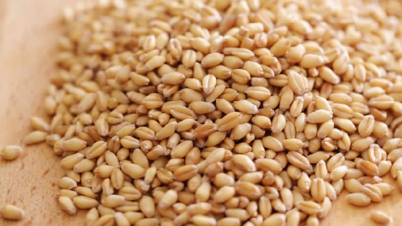 Organic Wheat Seeds