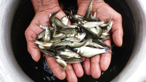Grey Mullet Fish Seed, for Food, Sale, Packaging Type : Bulk