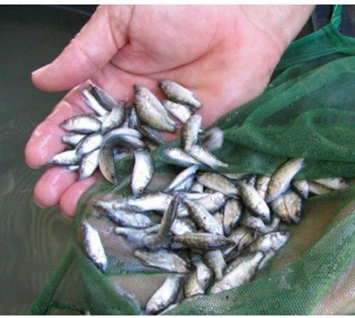 Katla Fish Seed, for Food, Sale, Packaging Type : Pp Bag, Bulk, etc