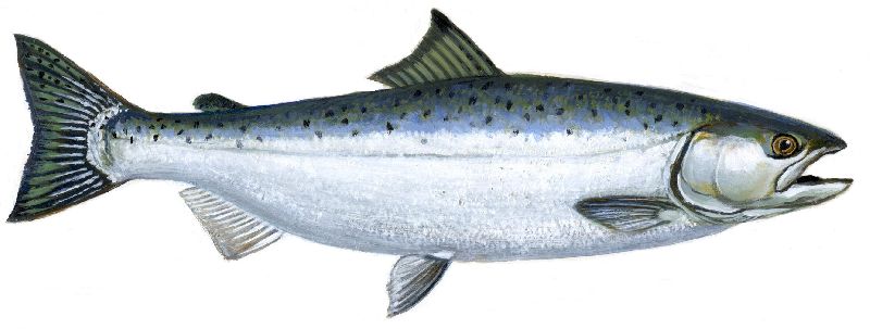 Salmon Fish Buy Salmon fish for best price at USD 800 / 3 Kilometer ...