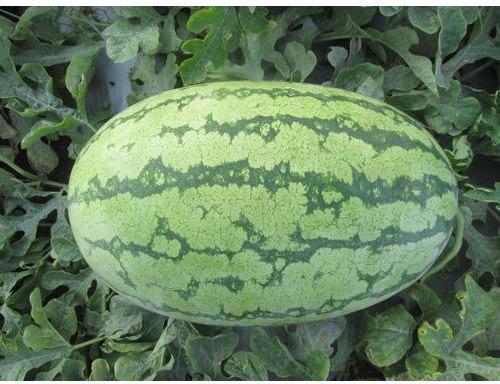 Watermelon Seeds, Color : White Green