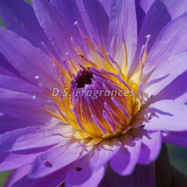 Blue Lotus Oil by D.S. Fragrances, blue lotus oil from ...