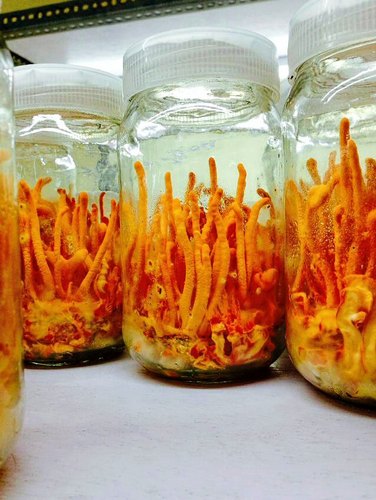 Cordyceps militaris, Grade : Medical, Pharmaceutical