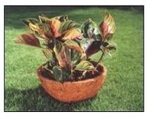 Coconut Fiber Fibre Flower Plant Pots, Feature : Light Weight, Organic, Bio-degradable