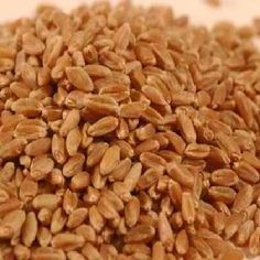 Organic Hard Red Wheat Seeds, Style : Natural