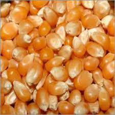 Organic Hybrid Maize Seeds, for Human Consumption, Style : Dried