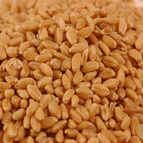 Organic Sharbati Wheat Seeds, Style : Natural