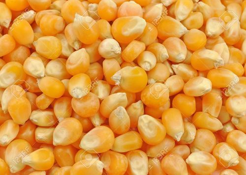 Organic Yellow Maize Seeds, for Animal Feed, Style : Natural