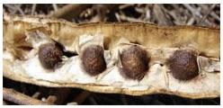 Drumstick Seeds, Feature : Moisture proof packing, High yielder, Best quality