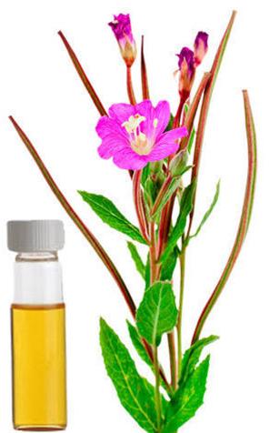 Common palmarosa essential oil, for Medicine Use, Form : Liquid