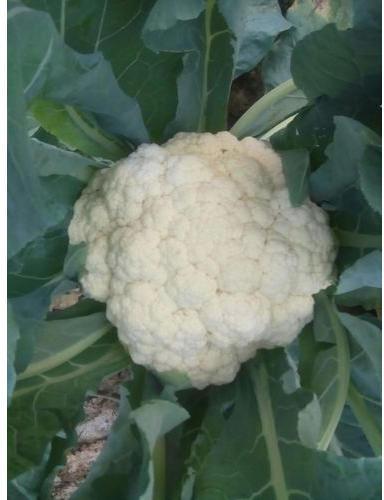 Organic 745-Aghani Cauliflower Seeds, Color : Green