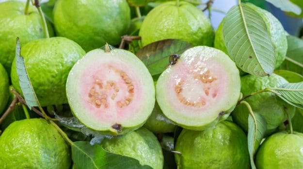 Indian Guava