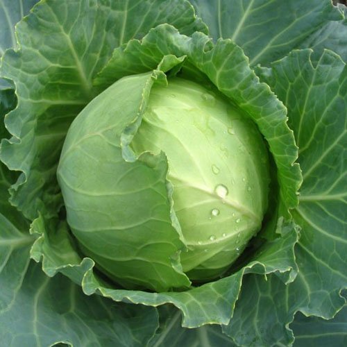 Fresh Cabbage, Packaging Size : 10-20kg
