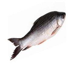 rohu fish