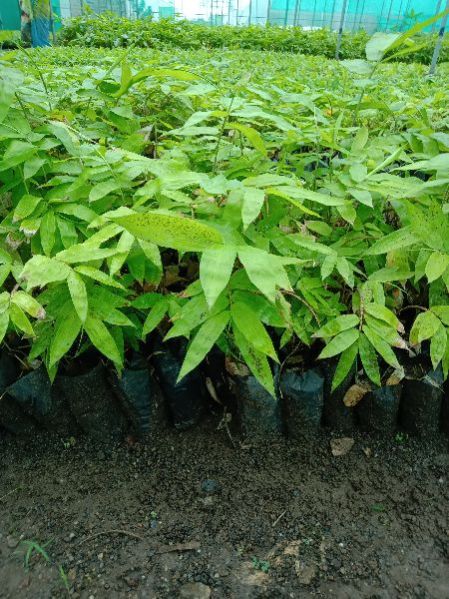 Bamboo Tissue Culture Plants, Size : 2 Feet