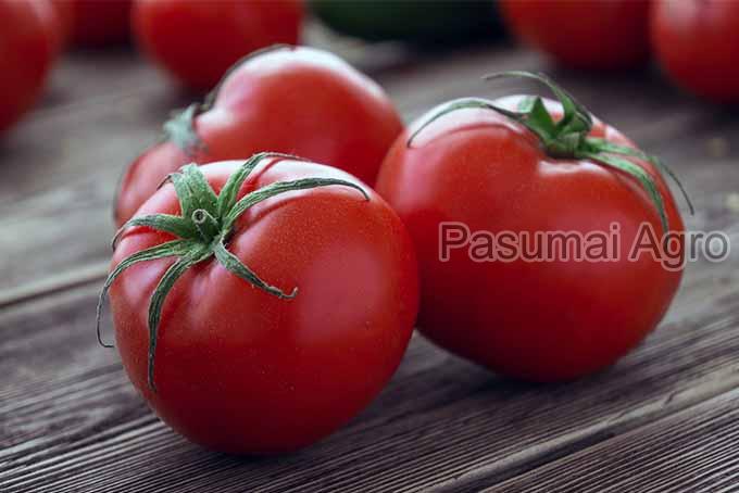 Fresh Tomato Wholesale Suppliers in Dindigul Tamil Nadu ...