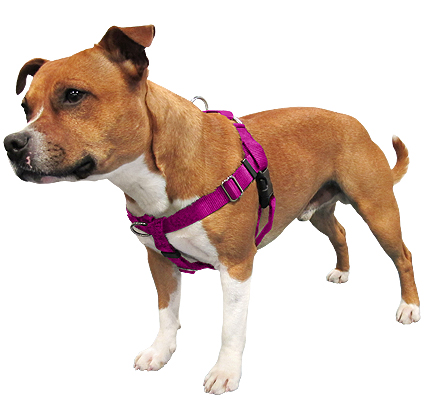 cheap dog harness