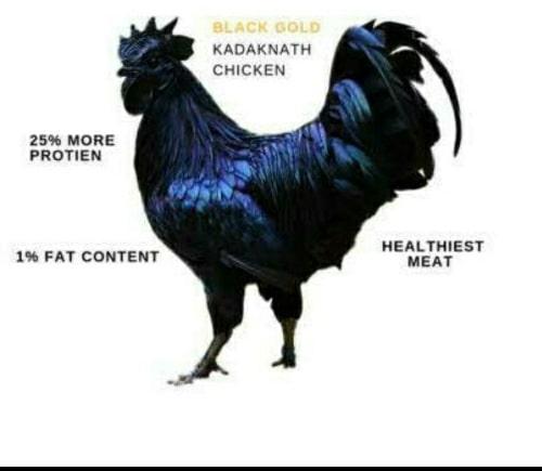 Kadaknath Live Chicken