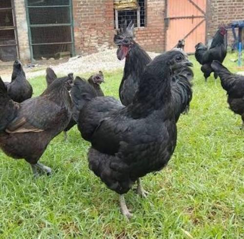 Black Kadaknath Chicken Type Live Kisan Agro Farm Satara Maharashtra 