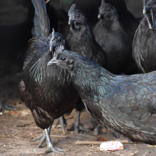 Pure Kadaknath Chicken