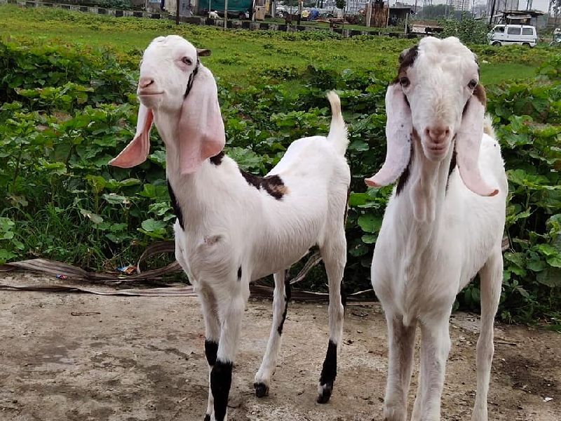 Sojat Goats