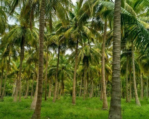 Natural Coconut