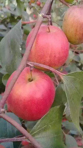 Organic Kashmiri Apple Ber Plant, for Farming, Packaging Type : Plastic Bag