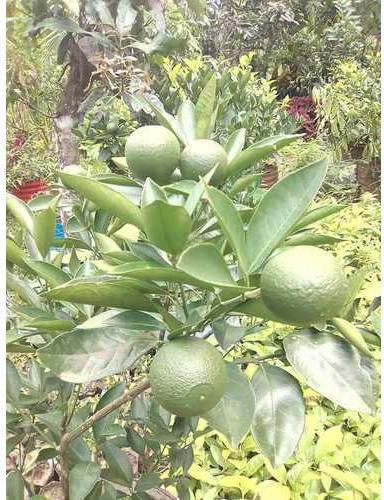 Sweet Lemon Plant, for Farming, Color : Green