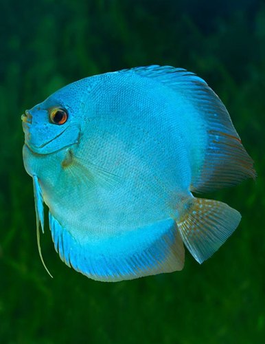 Blue diamond fish, Size : 2.5-4 inch